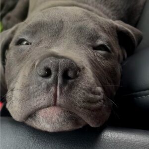 Meet your Posher, Alexander